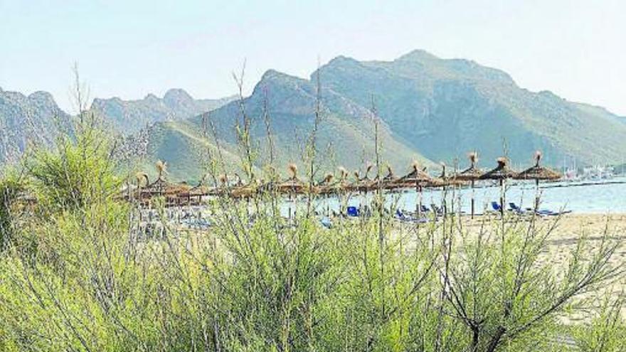 Buschige Tamarisken, gepflanzt zum Schutz des Strands Tamarells in Port de Pollença.