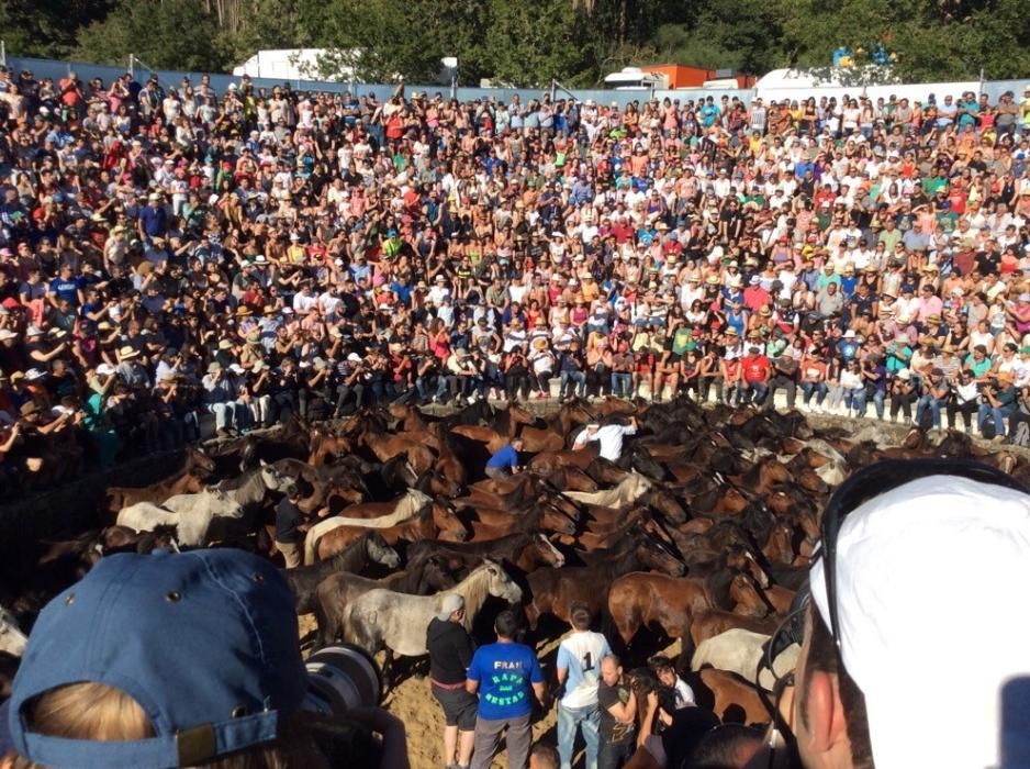 Más de quince "aloitadores" raparon a cerca de 200 caballos en el primer curro de Sabucedo