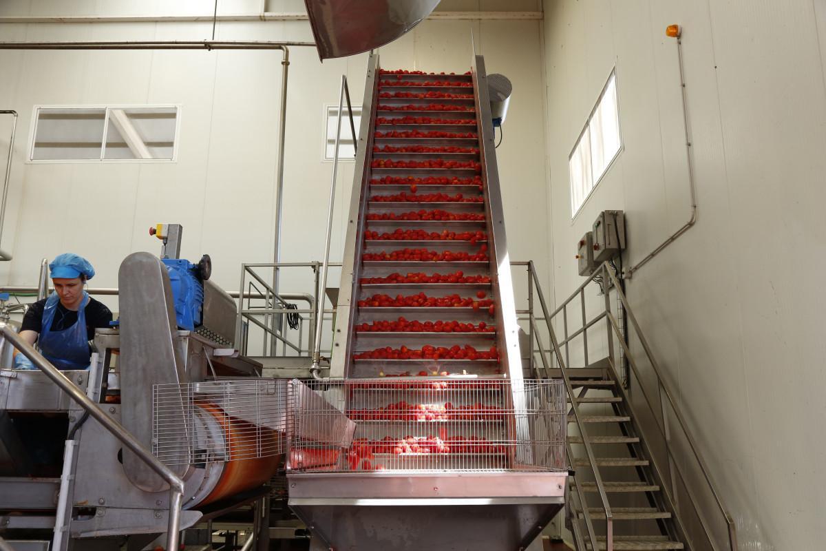 Procesado de tomate en el interior de la fábrica.