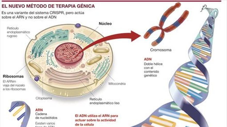 Logran ‘retocar’ organismos sin alterar los genes