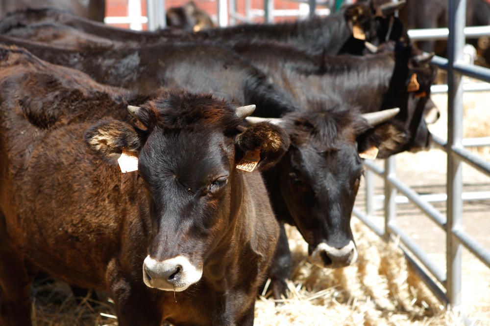 Feria agroalimentaria de Fermoselle