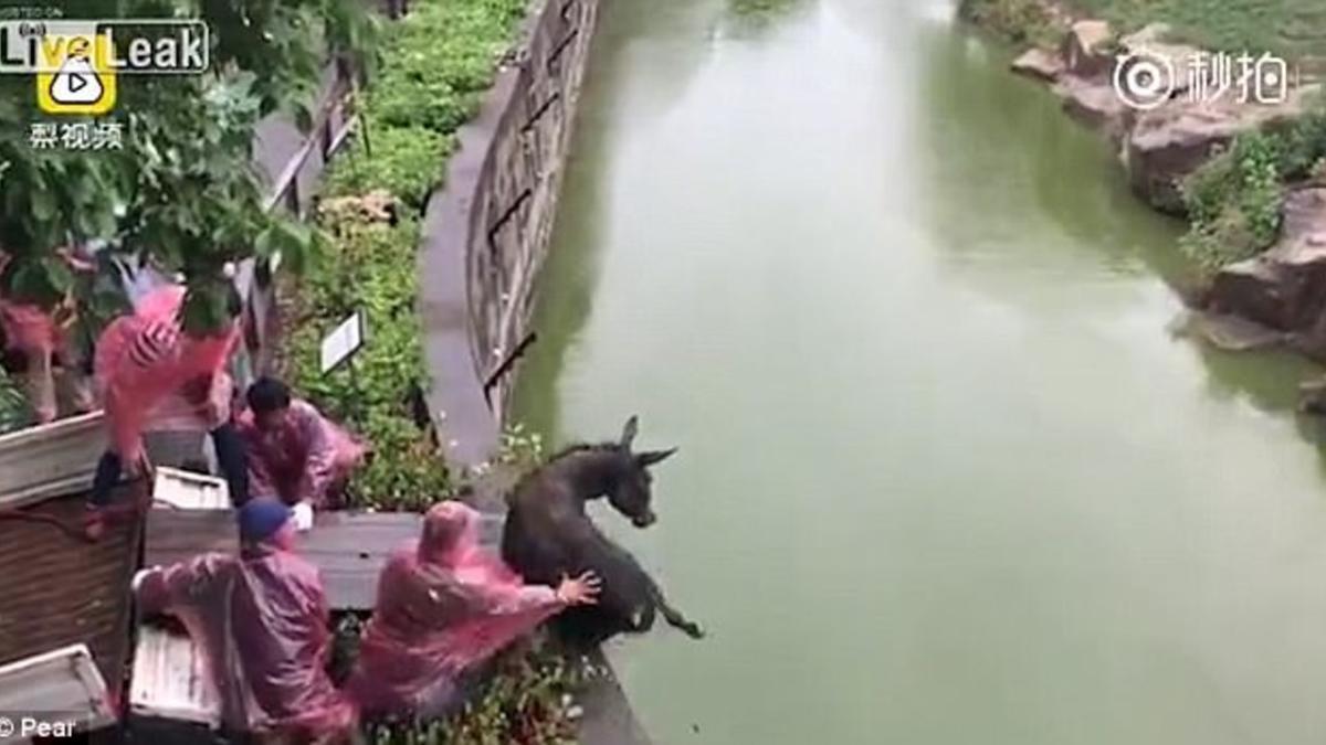 Momento en el que los trabajadores del zoo lanzan el asno al estanque de los tigres.