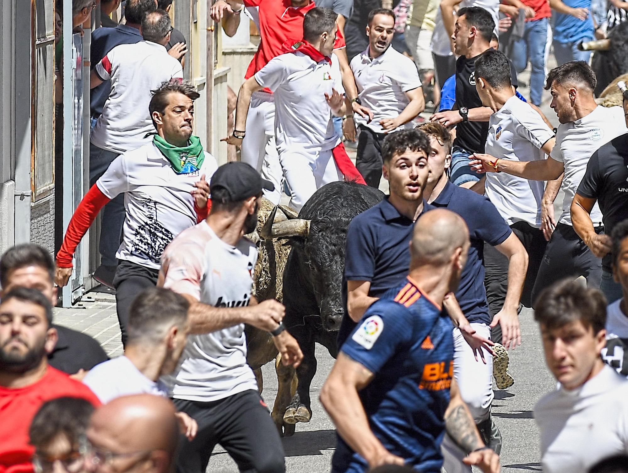 MACROGALERÍA DE FOTOS: Búscate en el encierro y los primeros 'bous' de las fiestas de Almassora