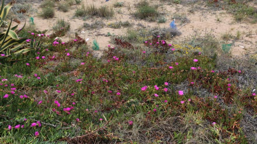 Jornada para retirar especies invasoras el Molino del Agua en Torrevieja