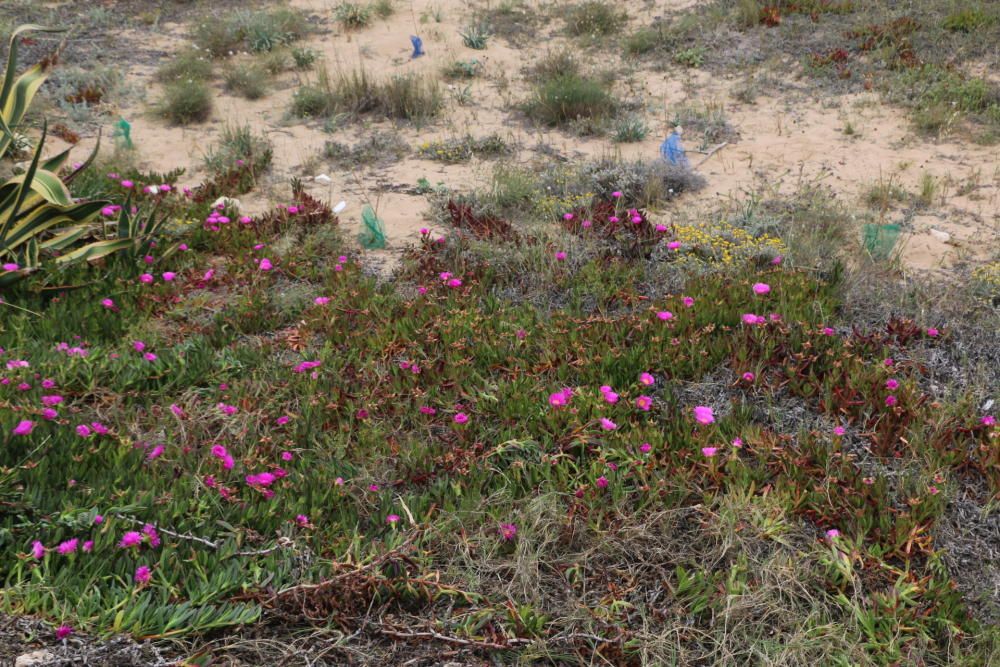 Retirada de especies invasoras de las dunas y pinada del Molino del Agua en Torrevieja