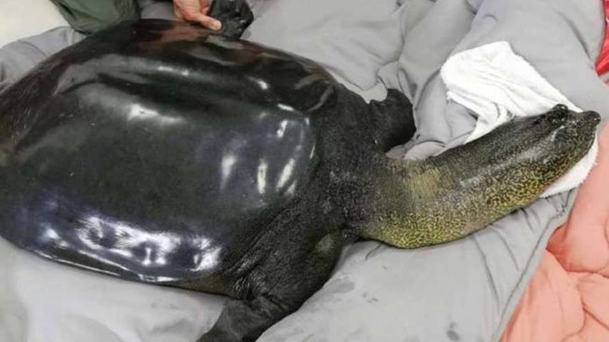 Muere la última hembra de tortuga gigante de caparazón blando del Yangtzé