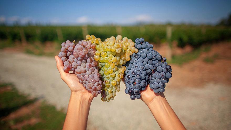 Tres coloracions de raïm: blanca, roja i negra