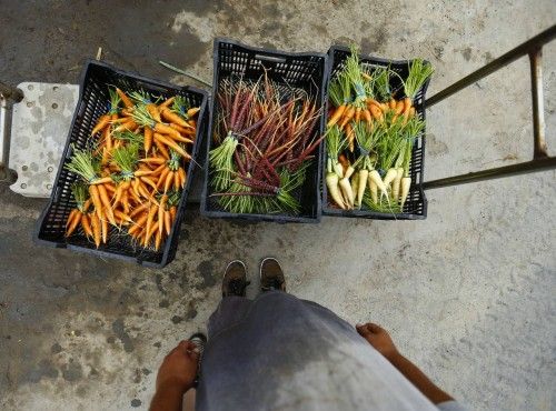 Varias cajas de zanahorias cultivadas en el rancho de la familia Chino en Santa Fe, California, E.E.U.U. Los Chino venden sus productos tanto a grandes chefs, como a minoristas y han forjaron su independencia de los mayoristas y supermercados, fijand