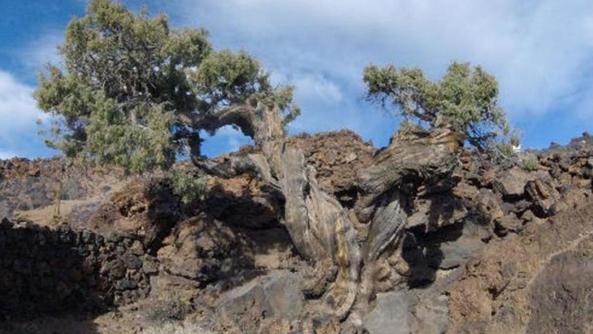 Ejemplar del 'Patriarca', cedro milenario y símbolo del Parque Nacional del Teide