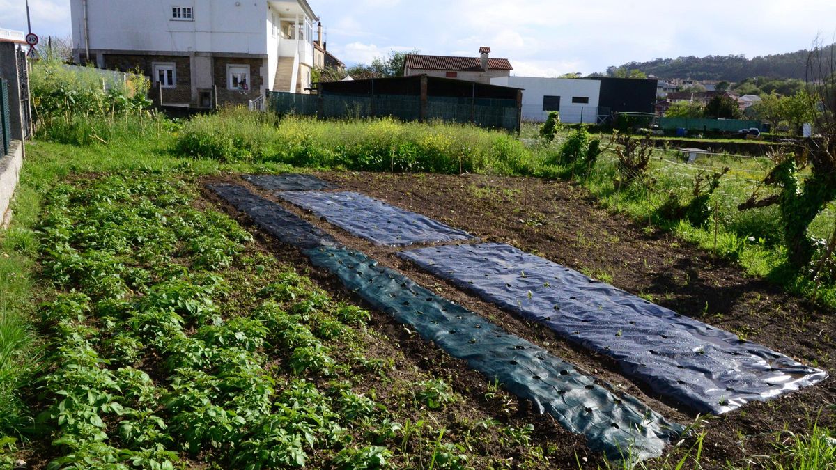 Fincas de cultivo en Cangas