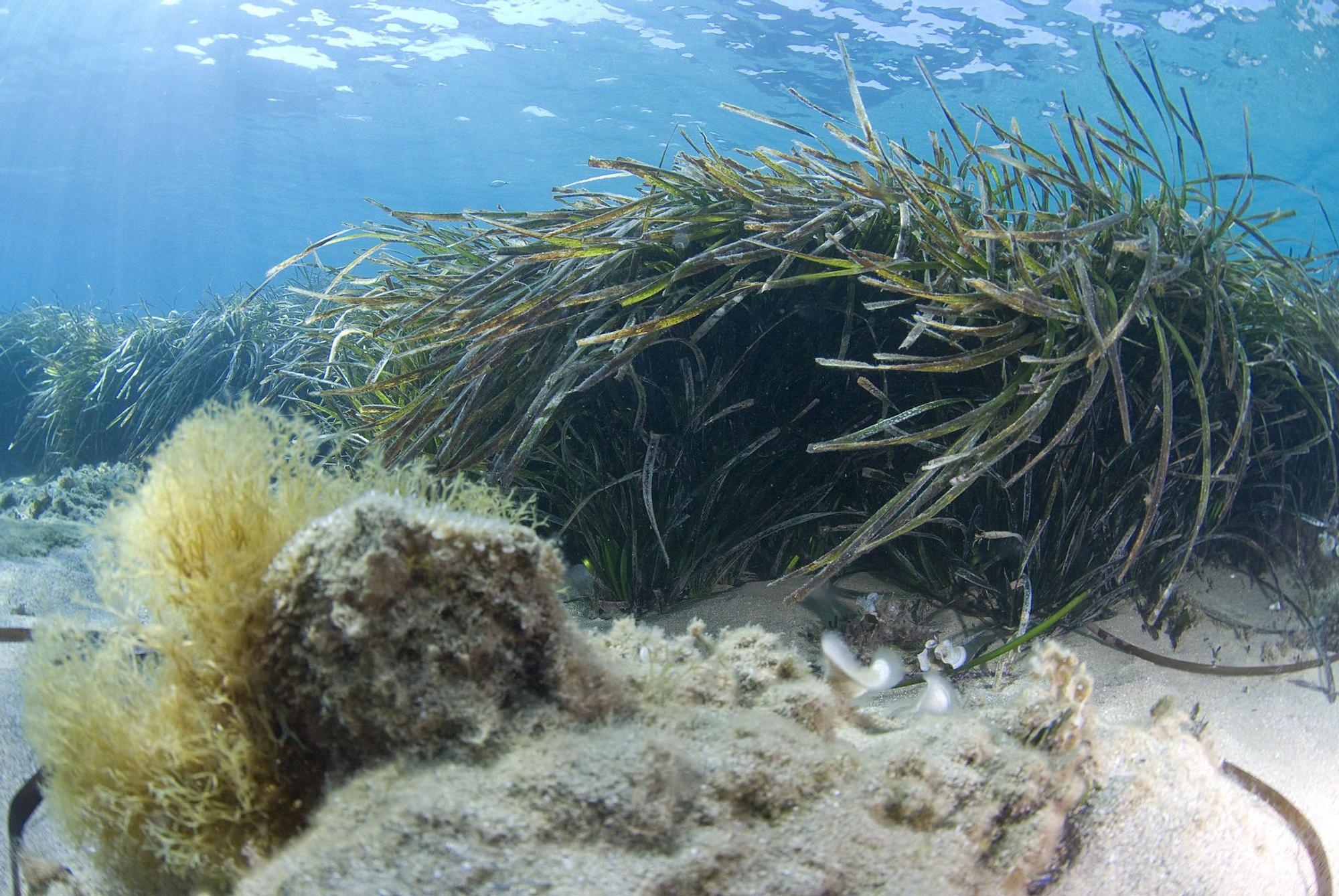 Posidonia en la bahía de Ibiza.