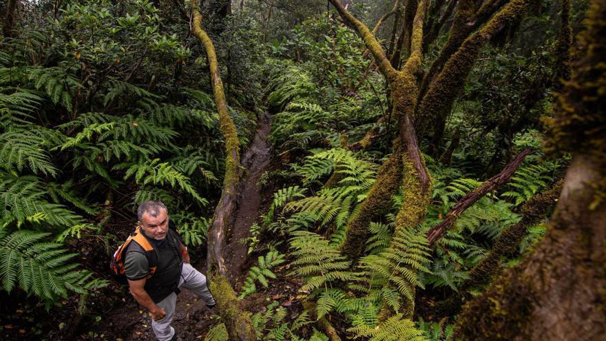На Тенерифе запроваджують платний вхід до заповідника Ель-Піхараль для туристів