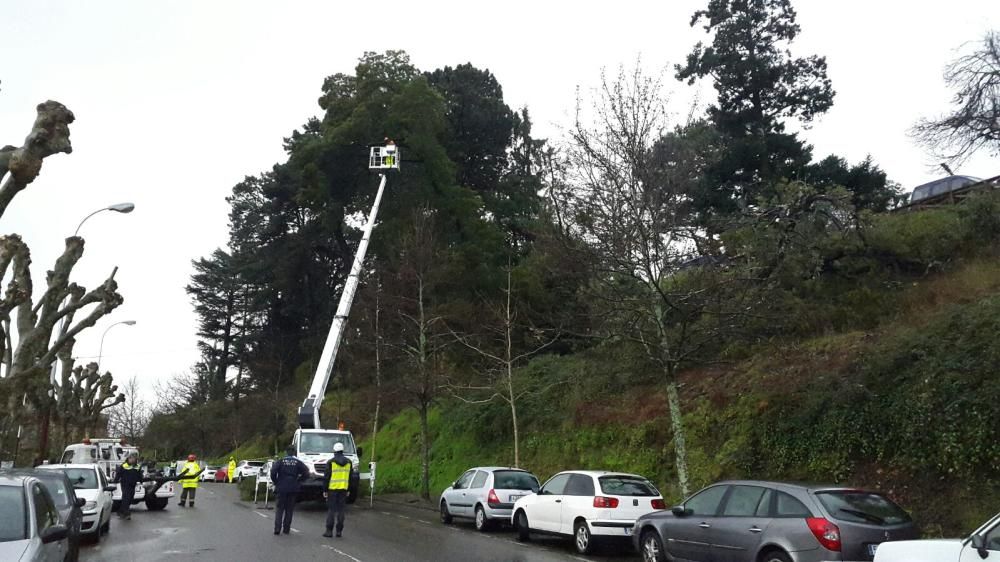 Peligro por un árbol en riesgo de desplome