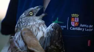 Un hospital de aves para Zamora