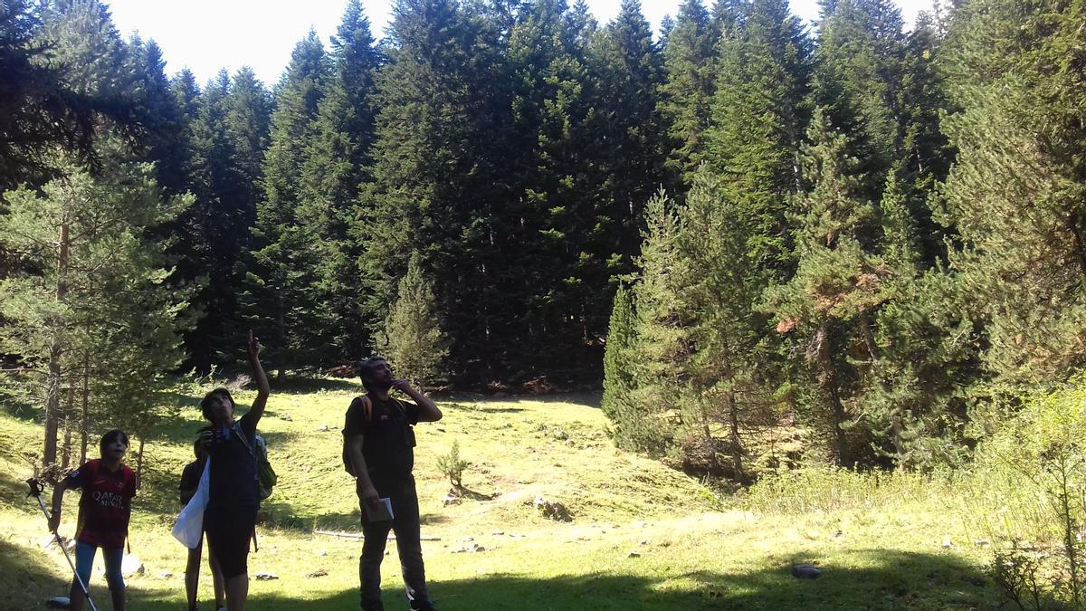 L’Avetosa de Riu de Cerdanya, on es pot fer bany de bosc