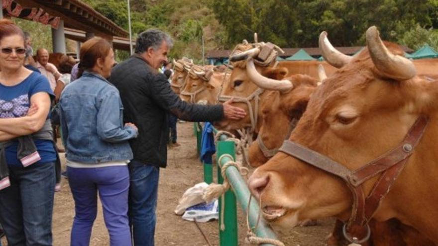 Feria de ganado en Moya, junio 2014