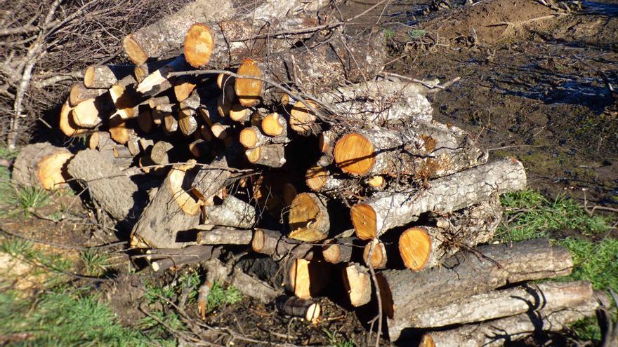 Denuncia por la corta de alisos en un pueblo afectado por los incendios de La Culebra