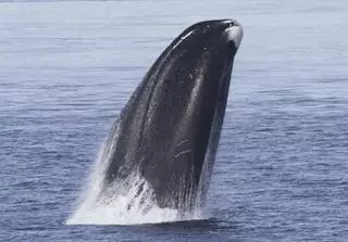 Los secretos de la longevidad de las ballenas