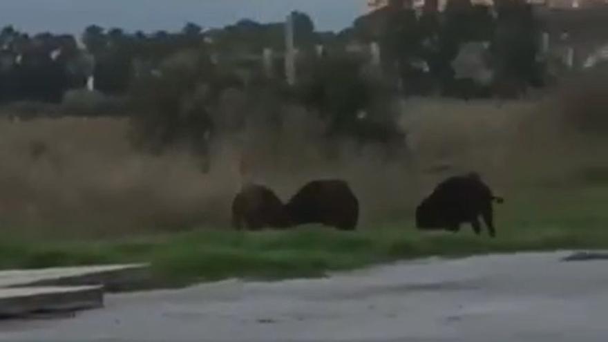 Una manada de jabalís en Orpesa