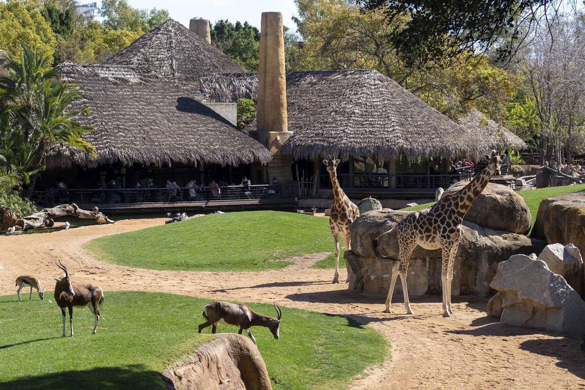 Jirafas y antílopes en la sabana africana de Bioparc Valencia con el restaurante al fondo.