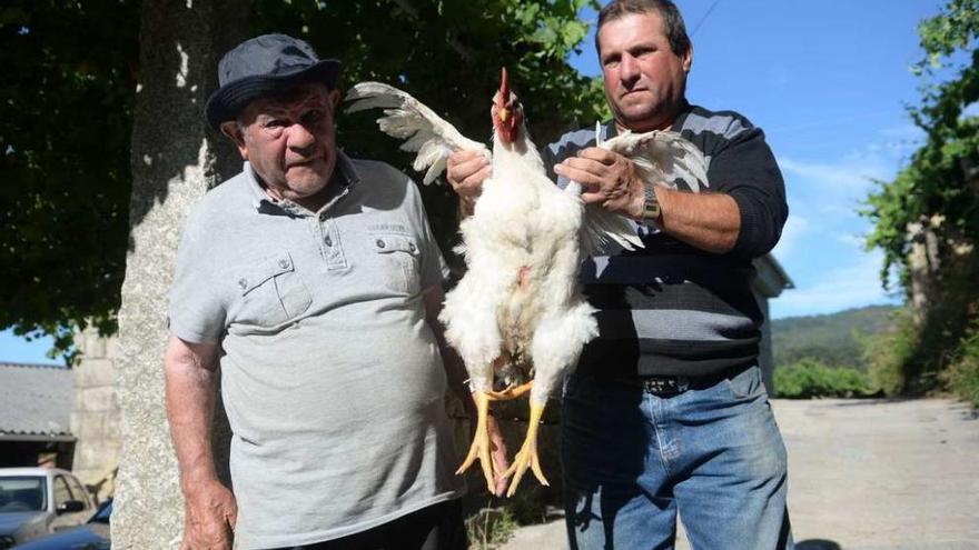 Etelvino Castro, vecino de Ganón, en la parroquia meañesa de Xil, muestra el pollo de tres patas. // Noé Parga