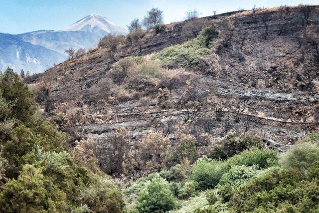 Zonas arrasadas por el incendio en el Norte de Tenerife