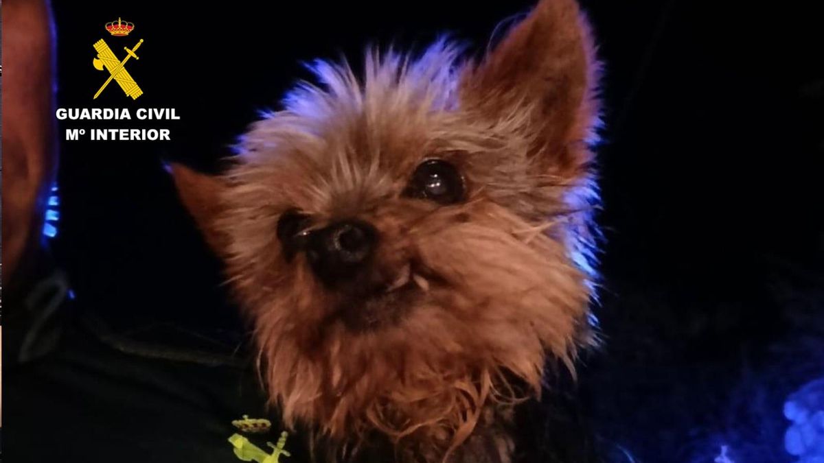 "Lucas" el perro que guió a los agentes hasta su dueño