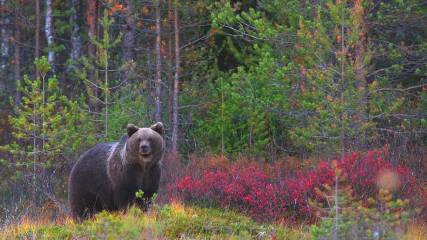 La población de osos podría reducirse a la mitad en la Cordillera Cantábrica, según un estudio