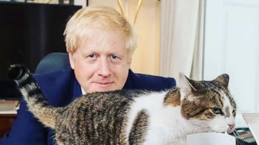 GATO LARRY | Larry, el gato funcionario que trabaja en el 10 de Downing  Street para el gobierno británico