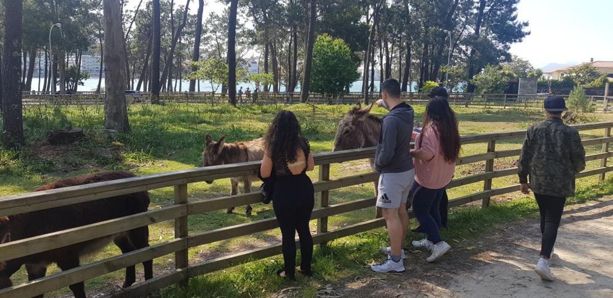 El interés por los burros de A Toxa sigue en aumento