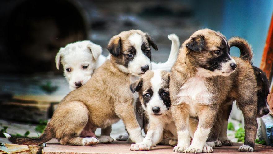 La Ley de Bienestar Animal endurece las reglas: los particul