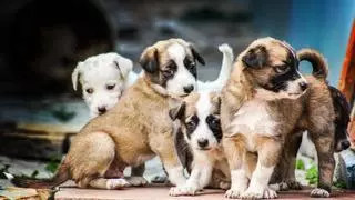 La Ley de Bienestar Animal endurece las reglas: los particulares no pueden criar perros y gatos como antes
