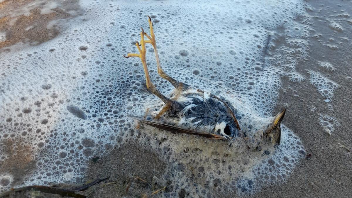 Un ejemplar de gaviota muerto a orillas del mar, en La Manga
