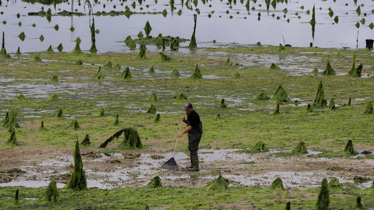 Limpieza de algas el pasado mes de mayo en el parque de cultivo de bivalvos de Carril.