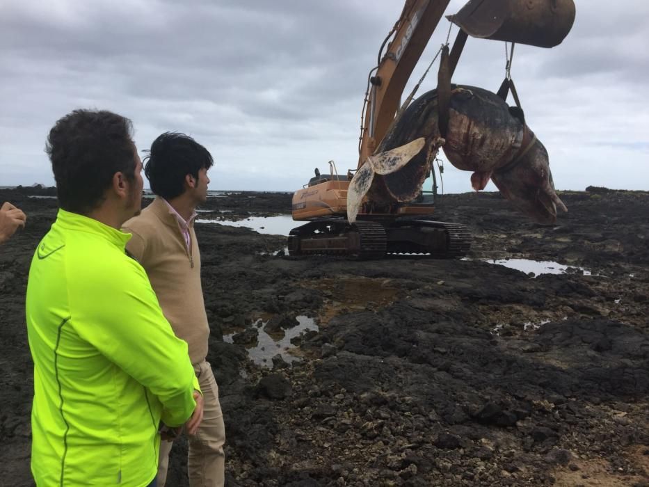 Retirada de un cetáceo varado en Órzola (Lanzarote)