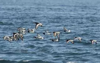 Medio Ambiente recomienda aprovechar la migración otoñal para disfrutar de las aves de paso