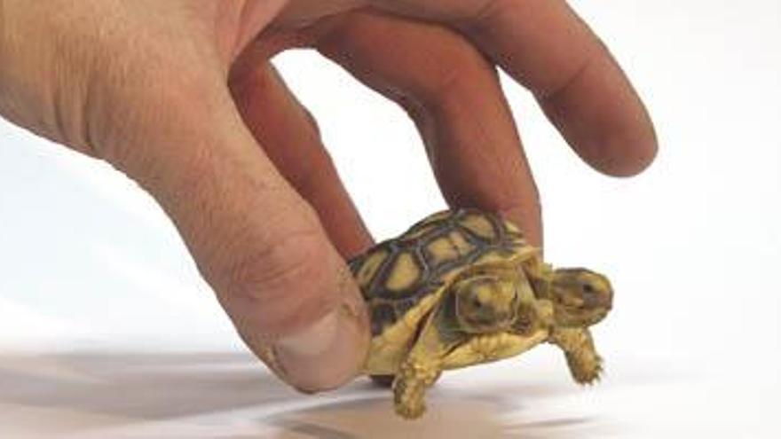 Nace una tortuga con dos cabezas y cinco patas