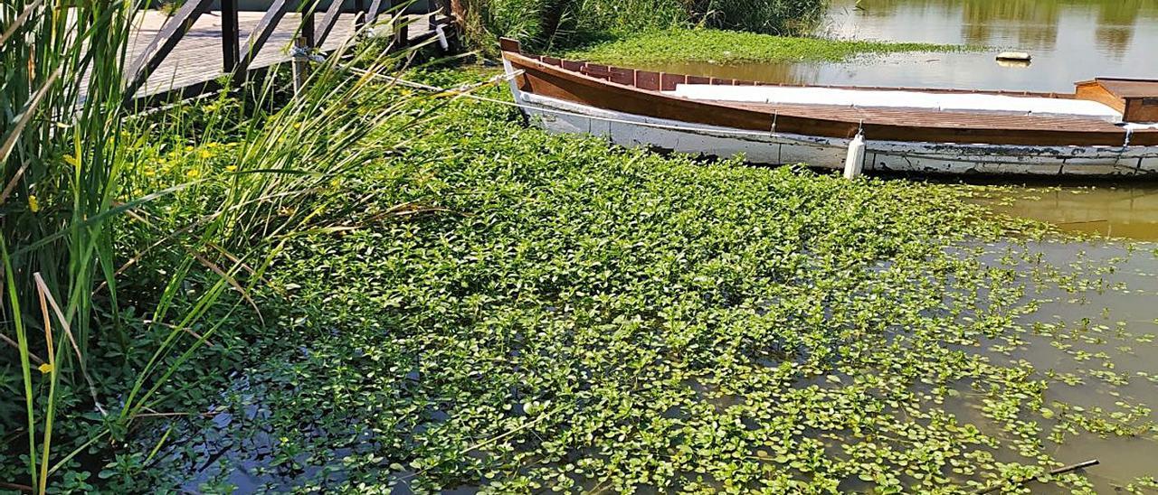 El incremento de flora sumergida confirma la mejoría de l’Albufera |