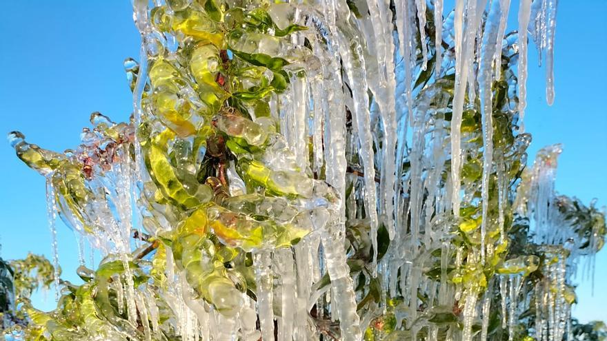 Las heladas causan graves daños en más del 50% de los frutales de Aragón