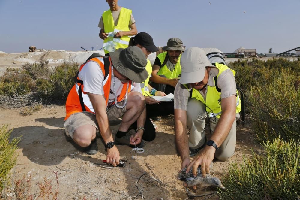 El Ayuntamiento de Torrevieja y la Conselleria de Medio Ambiente realizaron el anillamiento anual de la colonia de gaviotas establecida en el saladar de la laguna de Torrevieja con la ayuda de 30 volu