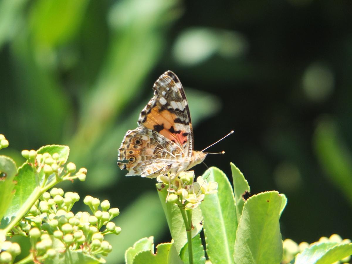 Las mariposas aprovechan para alimentarse en Mallorca.