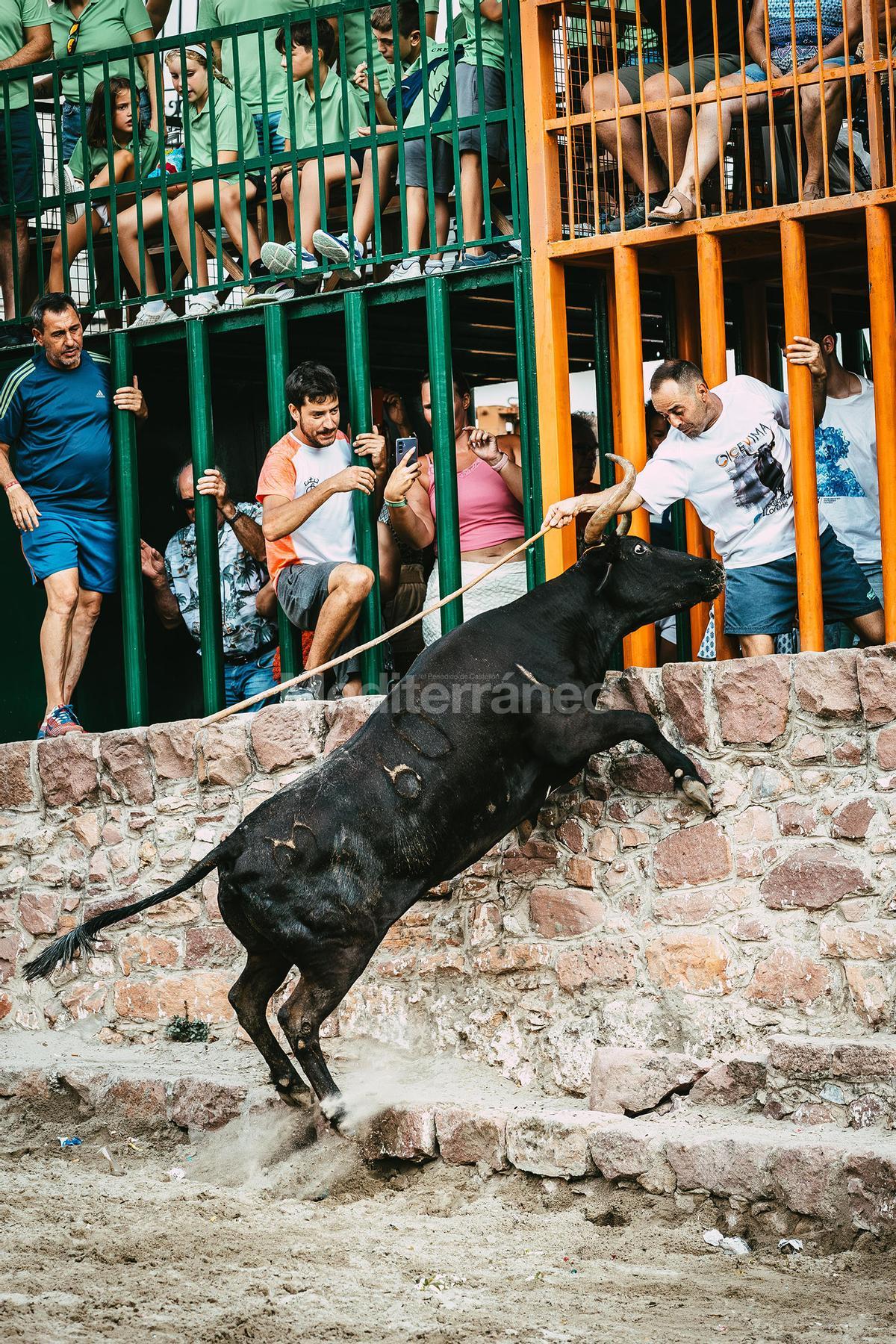 Bous a Vilafamés 2025 Bous a Vilafamés 2025