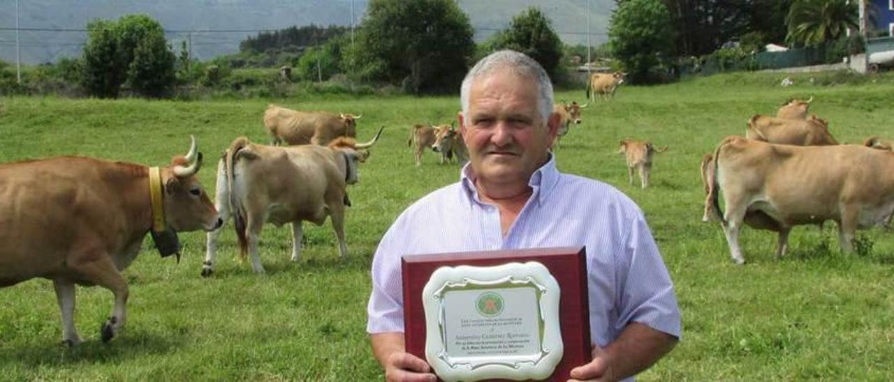 Saturnino Gutiérrez Romano &quot;Turno&quot;, ayer con la placa y las vacas que su hijo tiene en una finca de Poo.