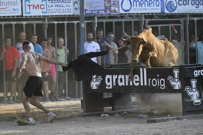 Primera participación en el concurso de les Penyes de la ganadería Hermanos Bellés