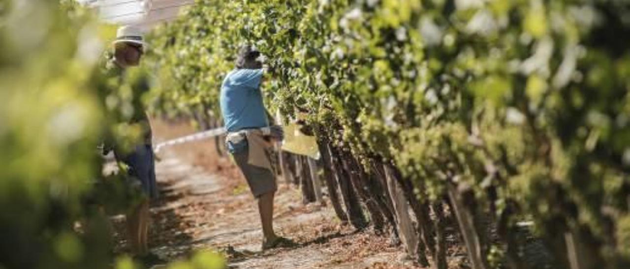 Una agricultor supervisa uva de mesa en una plantación de Novelda.