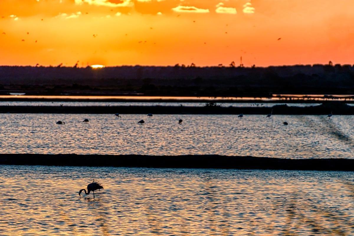 Doñana al atardecer
