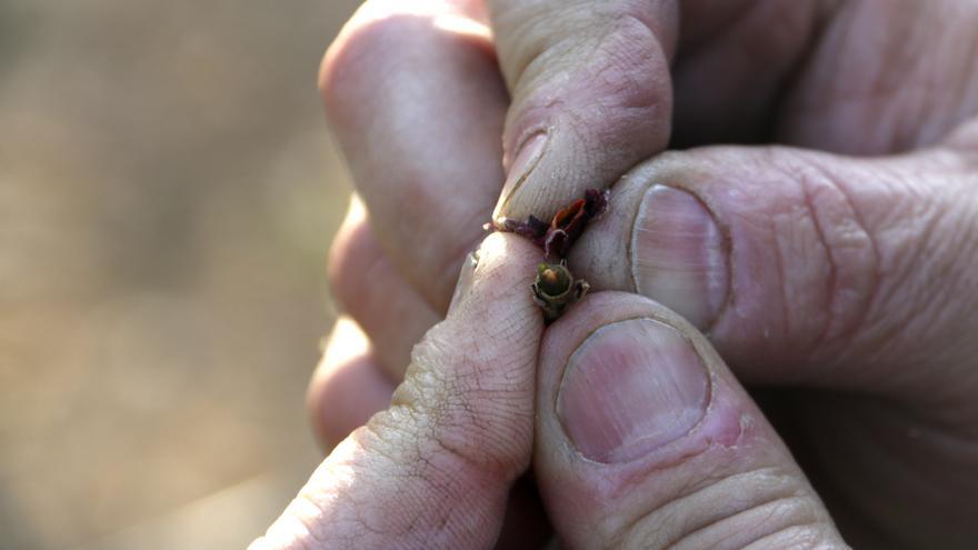 La gelada del cap de setmana passat és el pitjor fenomen de la història de l&#039;assegurança agrària a l&#039;Estat