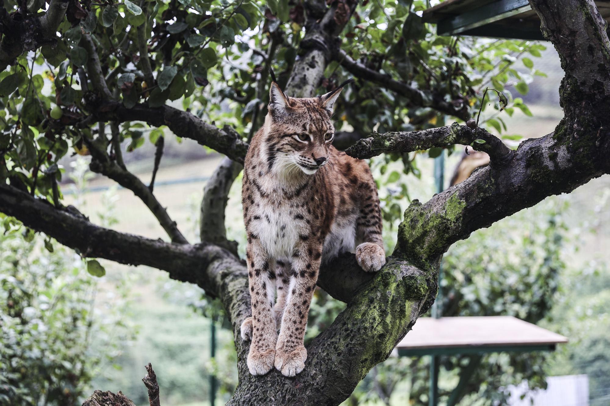 Así es "Dora", la cría de lince que enamora a los visitantes del zoo de Oviedo