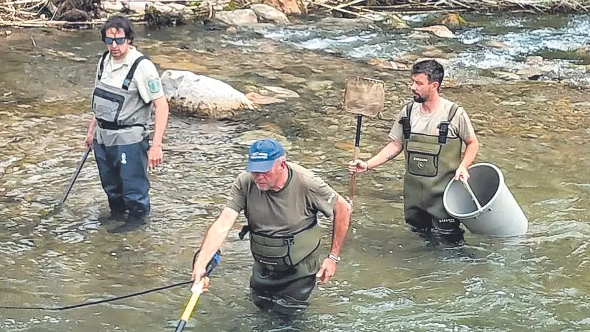 La dana d’octubre va agreujar l’estat de conservació dels peixos d’aigua dolça