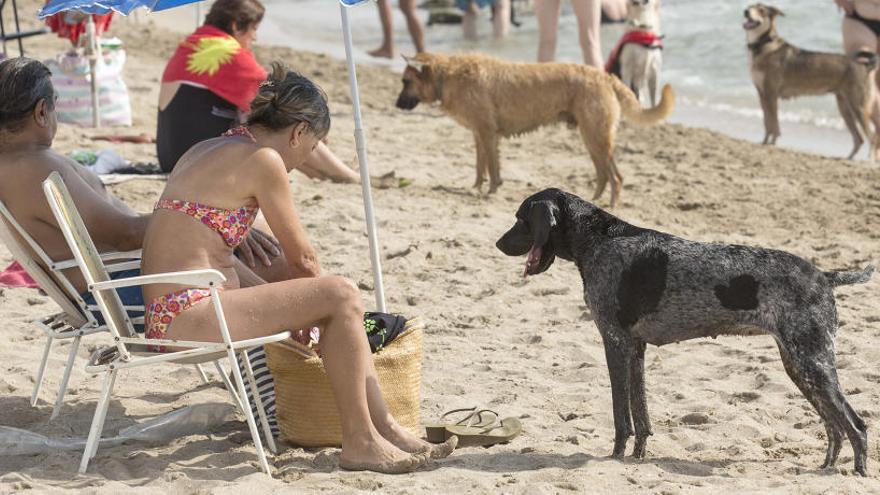Cada alicantino solo podrá llevar dos perros a la playa y deberá ser mayor de 16 años